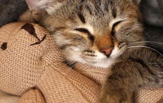 Cat sleeping with a teddy bear